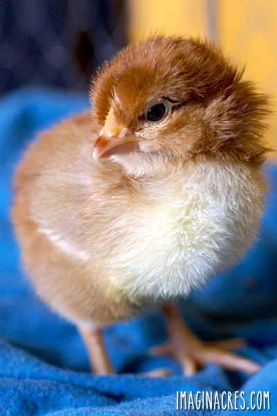 Whether you mail order day old chicks from a hatchery, choose peeps from your local farm and feed store, or hatch eggs in an incubator, use these guidelines for raising chicks the first 6 weeks.