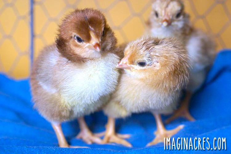 Raising chicks is great fun, but they do need some specific care to keep them healthy. Learn about the essentials of feeding, housing, and caring for baby chicks the first six weeks.