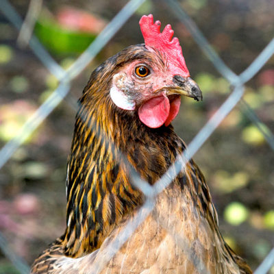 5 Tips for Introducing New Chickens to the Flock