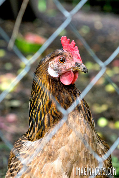 Introducing new chickens to the flock can be stressful for your hens and their keeper. Every hen knows her place in the pecking order. Problems will arise when new chickens are introduces. These tips will help make the transition easier and with less turmoil in the hen house.