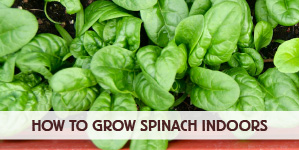 How to Grow Spinach Indoors