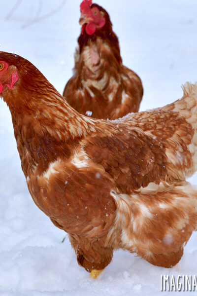 Red hens in the snow.