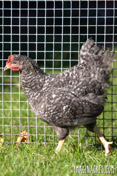 Young pullet running along a hardware cloth fence.