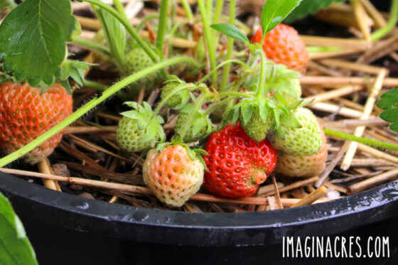 Tips for Growing Strawberries in Containers - ImaginAcres