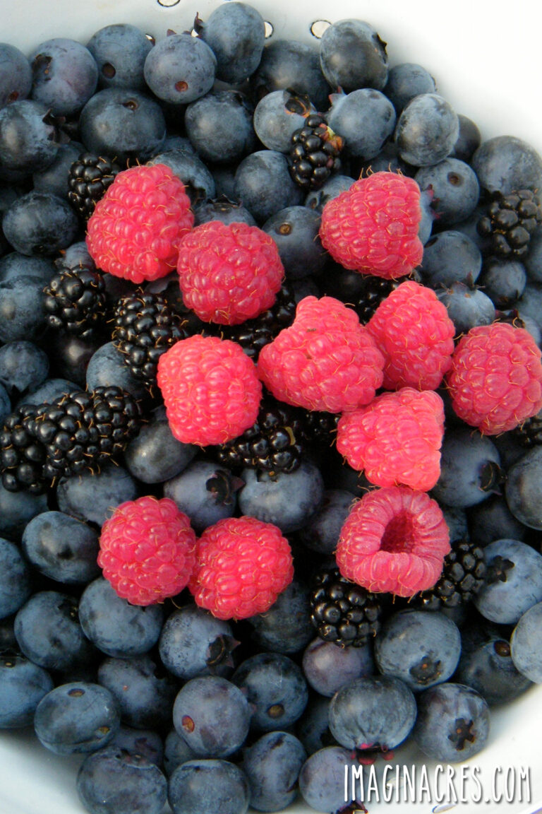 A bowl of foraged blueberries, blackberries, and raspberries.