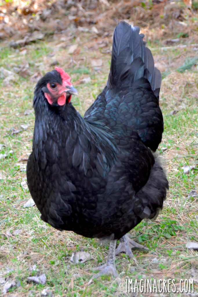 A black hen on the grass.