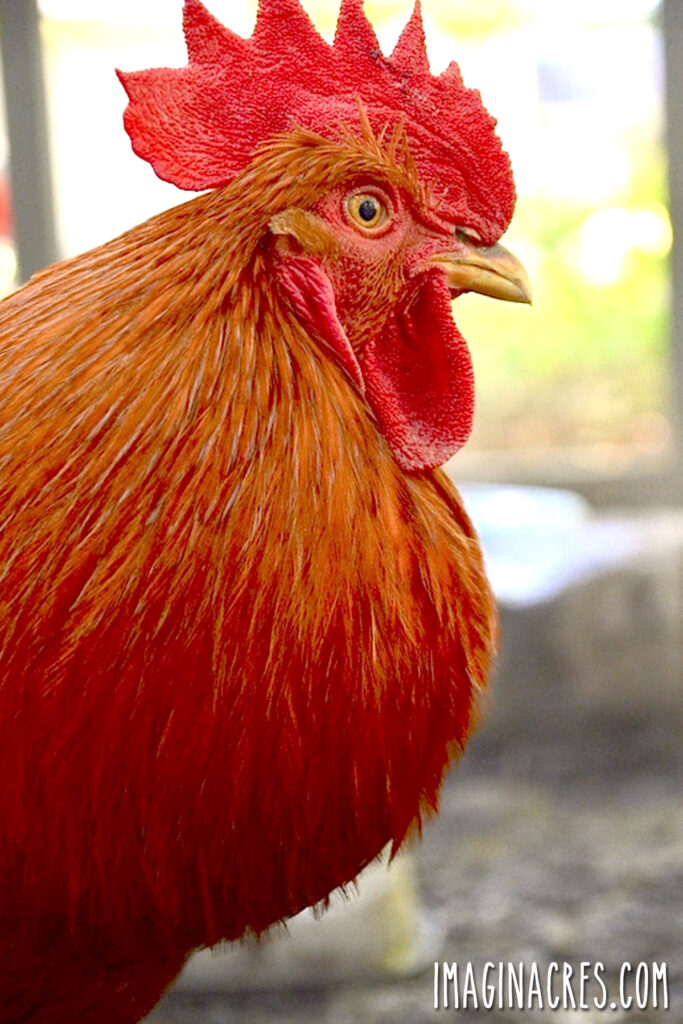 Profile of a regal red rooster.