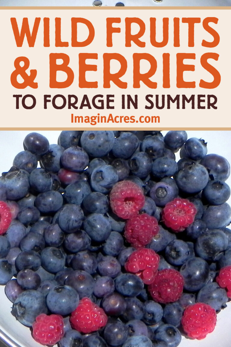 Guide to Summer Foraging: 8 Wild Fruits and Berries to Harvest Along ...