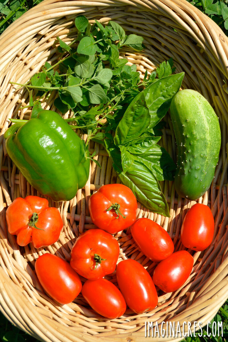 A basket of tomatoes, peppers, cucumber, and herbs.