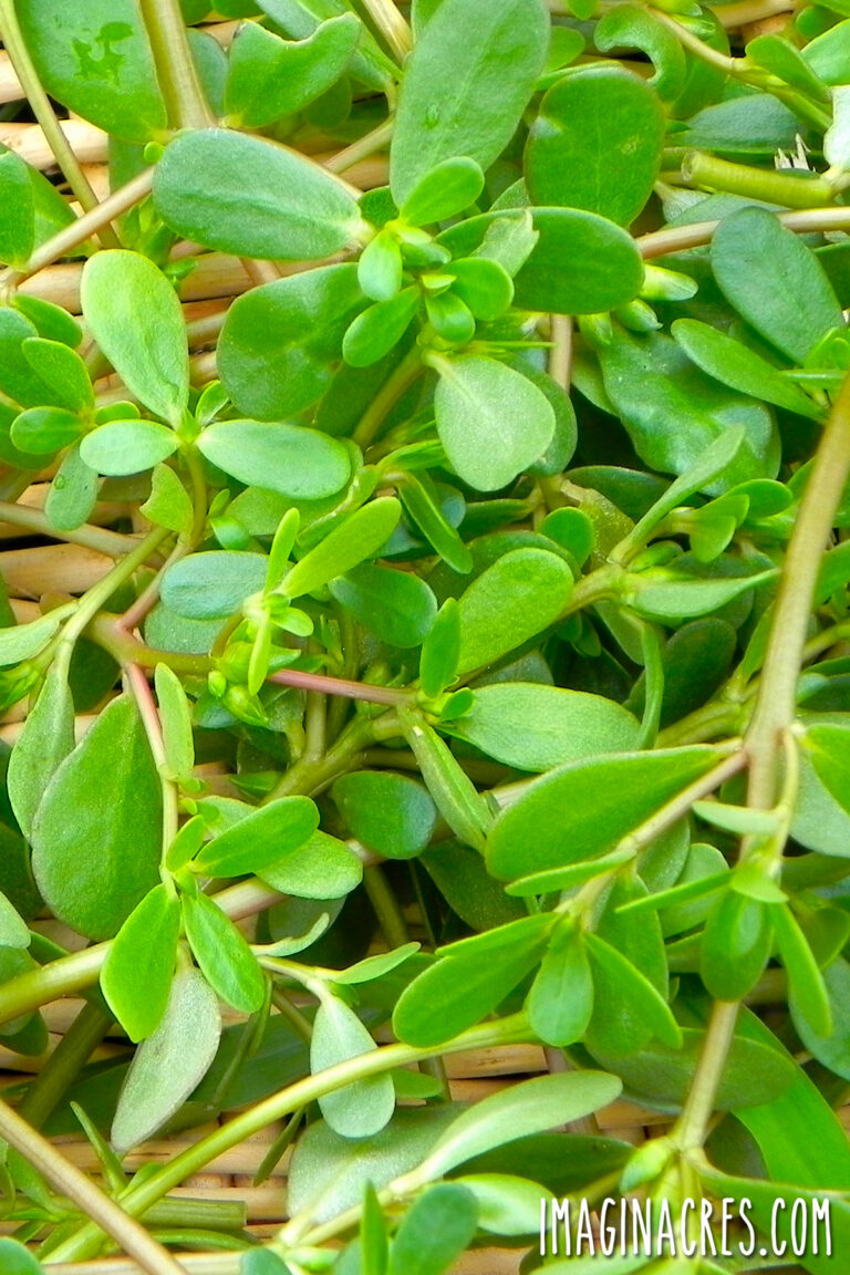 A wicker basket of freshly harvested purslane.