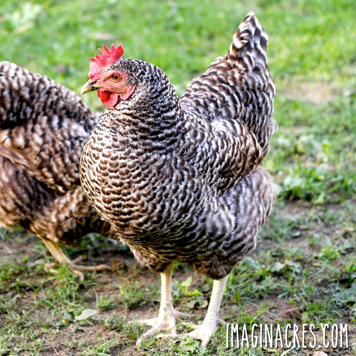 Plymouth Rock hens foraging in the grass.