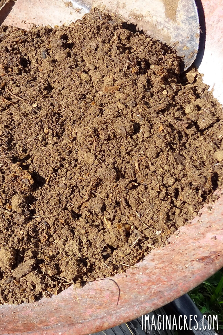 A wheelbarrow of finished chicken compost ready for the garden.