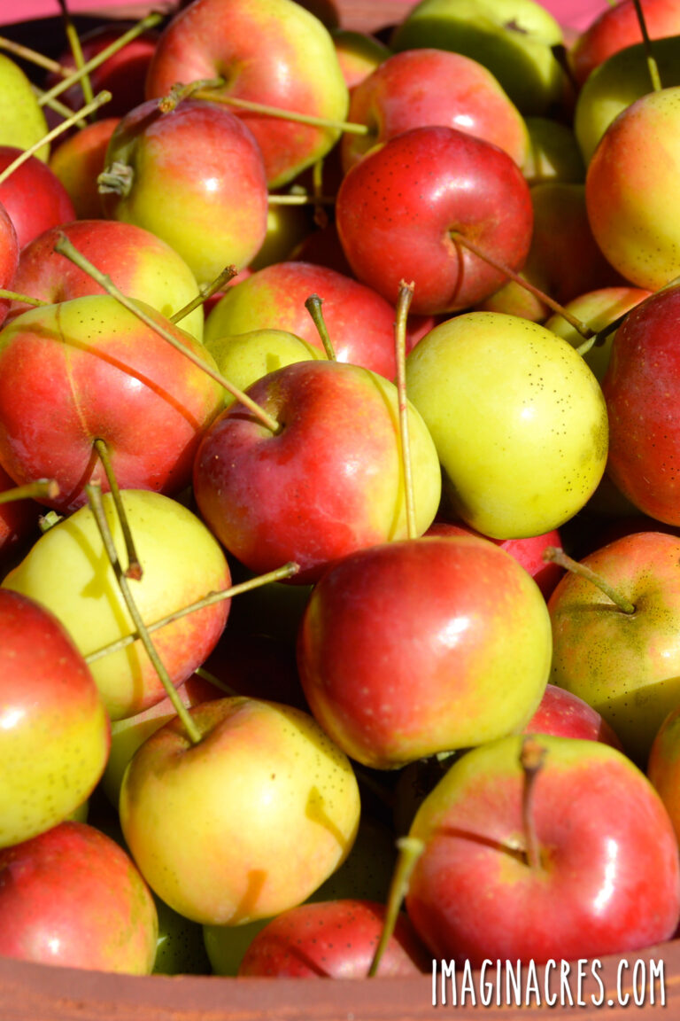 A basket of freshly picked crabapples.