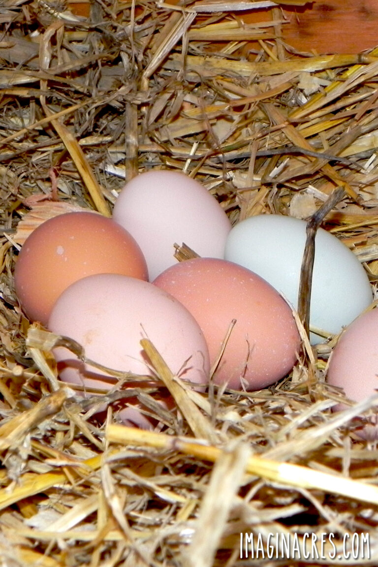 A cozy-looking nesting box with freshly laid, clean eggs nestled in fresh straw.