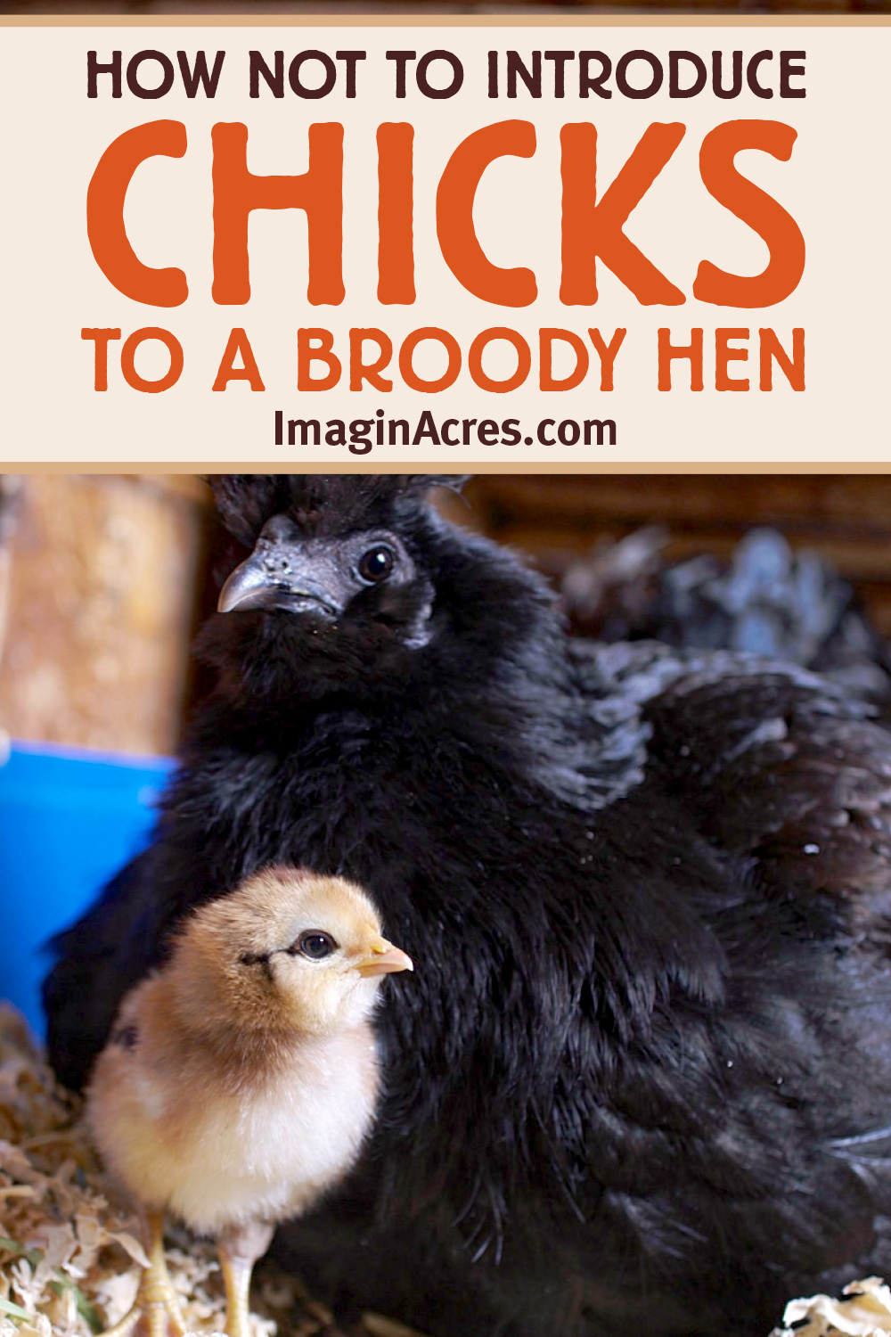 A black silkie hen with a yellow chick in the coop with text overlay that reads how to to introduce chicks to a broody hen.
