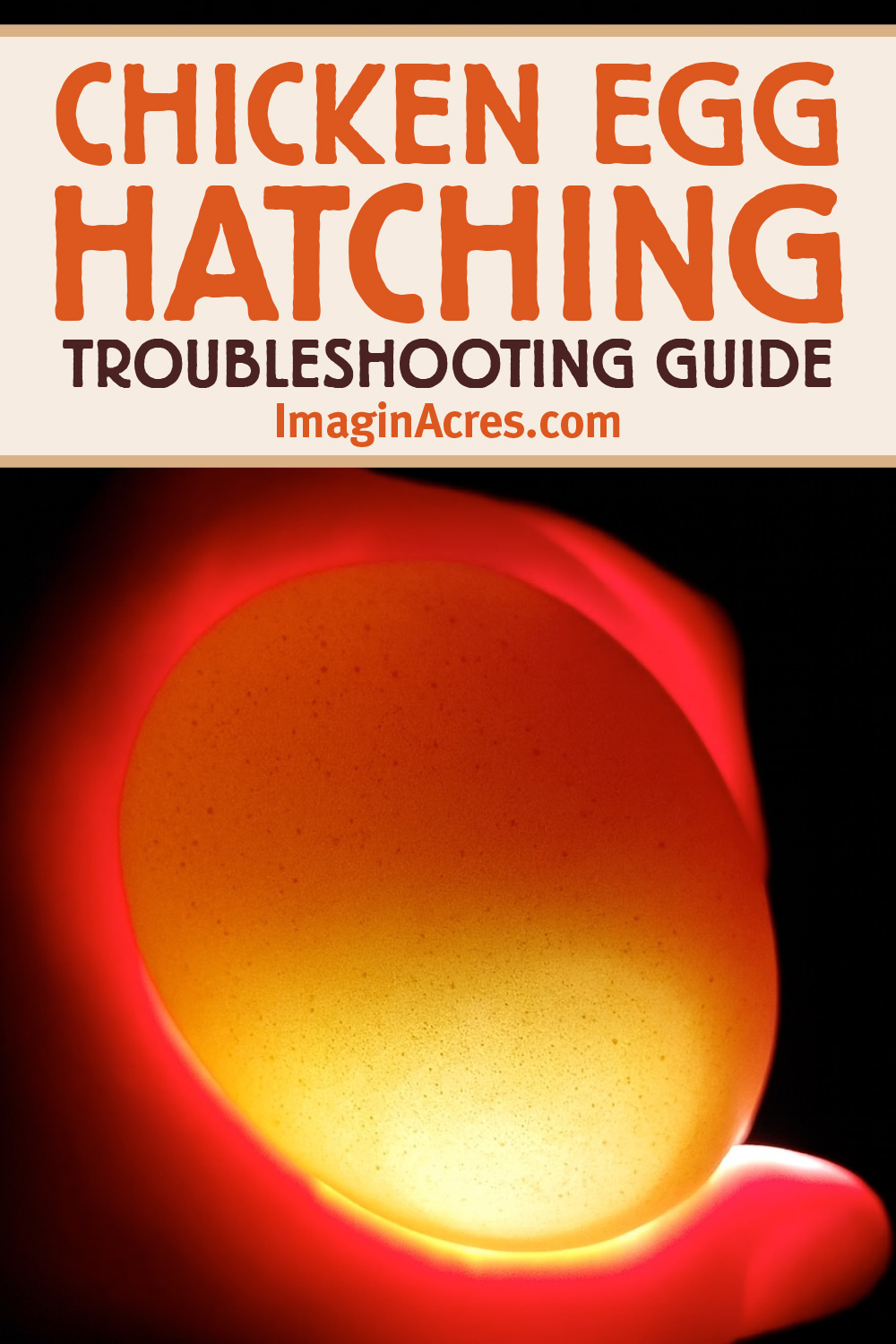 Candled chicken egg with no embryo visible and text overlay reading, chicken egg hatching troubleshooting guide.