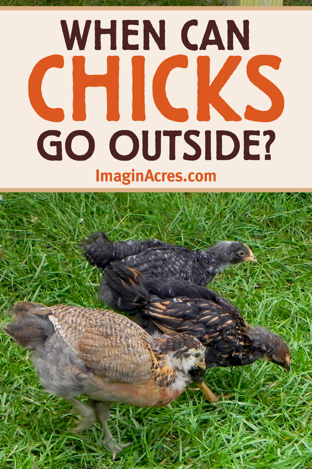 Young pullets exploring green grass inside a secure outdoor chicken pen.) with a text overlay that reads when can chicks go outside?