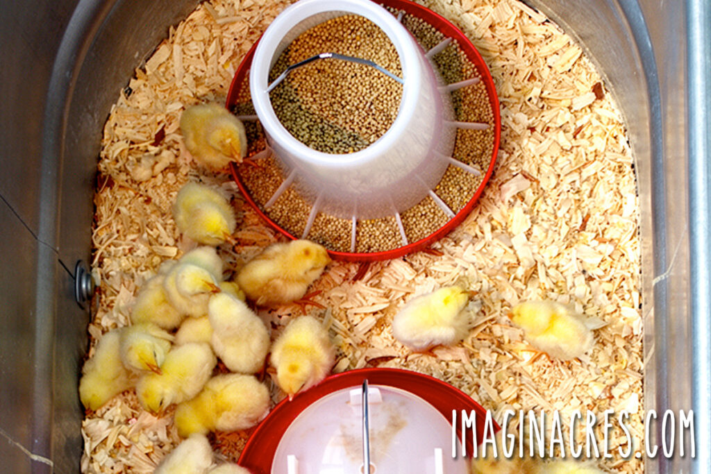 A well-ventilated chick brooder setup with our spring Buff Orpington chicks with clean pine shavings, feeder, and waterer to support healthy air quality.