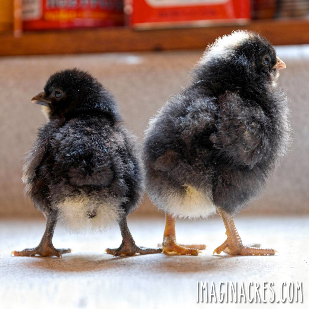 Two young chicks standing side by side, with one showing signs of pasty buildup around the vent.