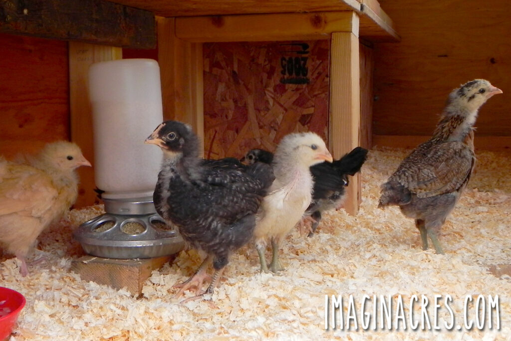 Curious pullets exploring their coop, pecking at feed, drinking water, and scratching through fresh pine shavings.