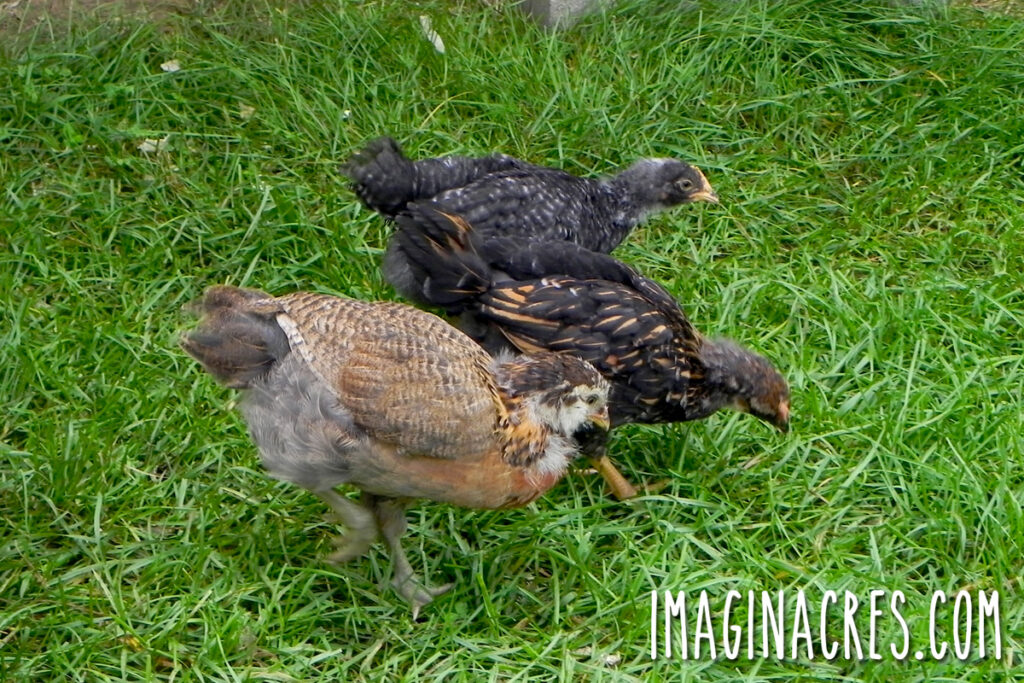 Three young pullets exploring their new pen outdoors.
