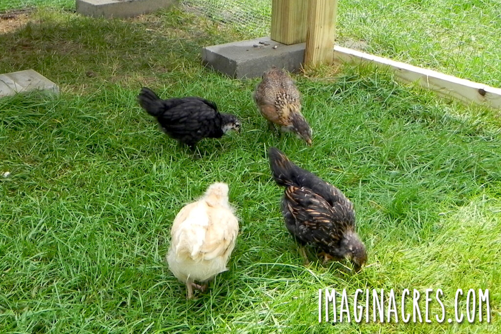 A small group of young pullets exploring green grass inside a secure outdoor chicken pen.