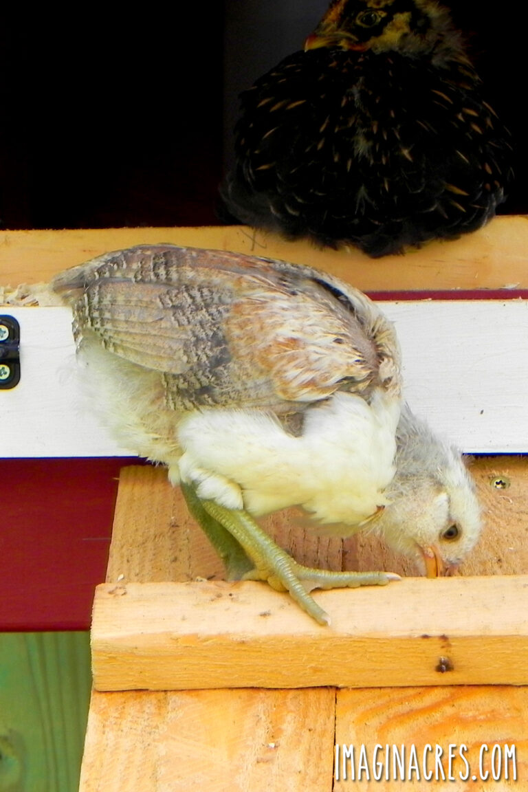 A white and grey pullet walking down a chicken coop ramp, ready to explore the outdoors.