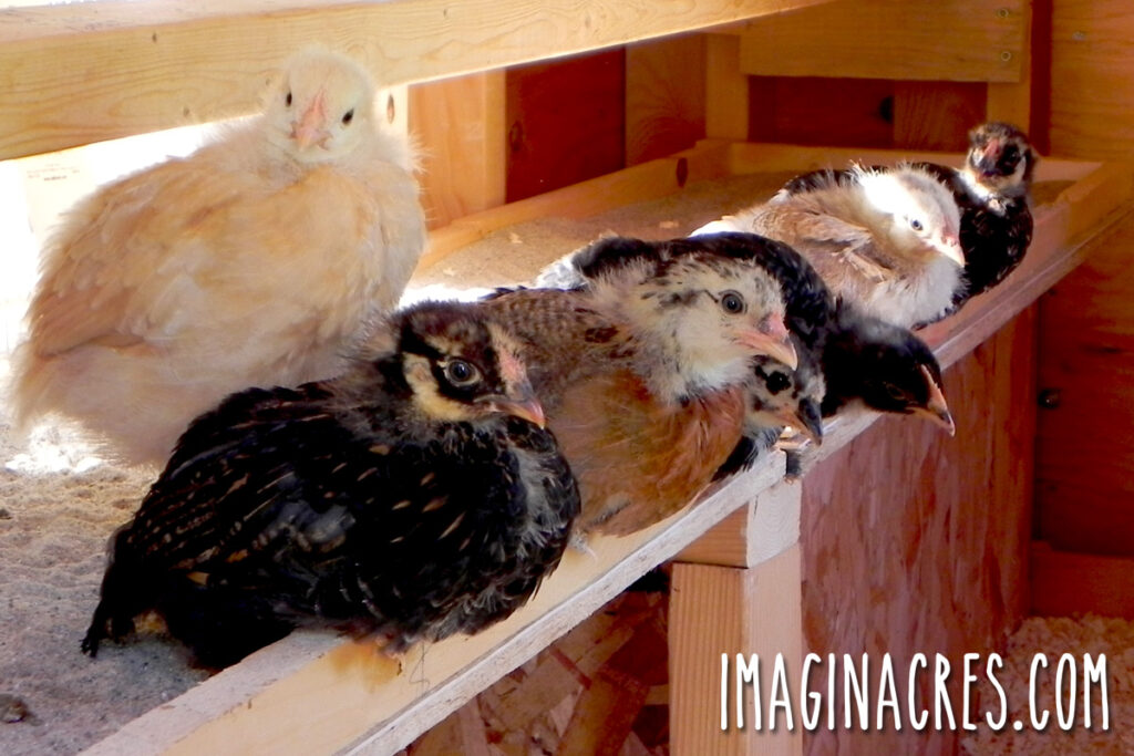 A row of young pullets perched on a low roosting bar inside the coop after their first night in their new home