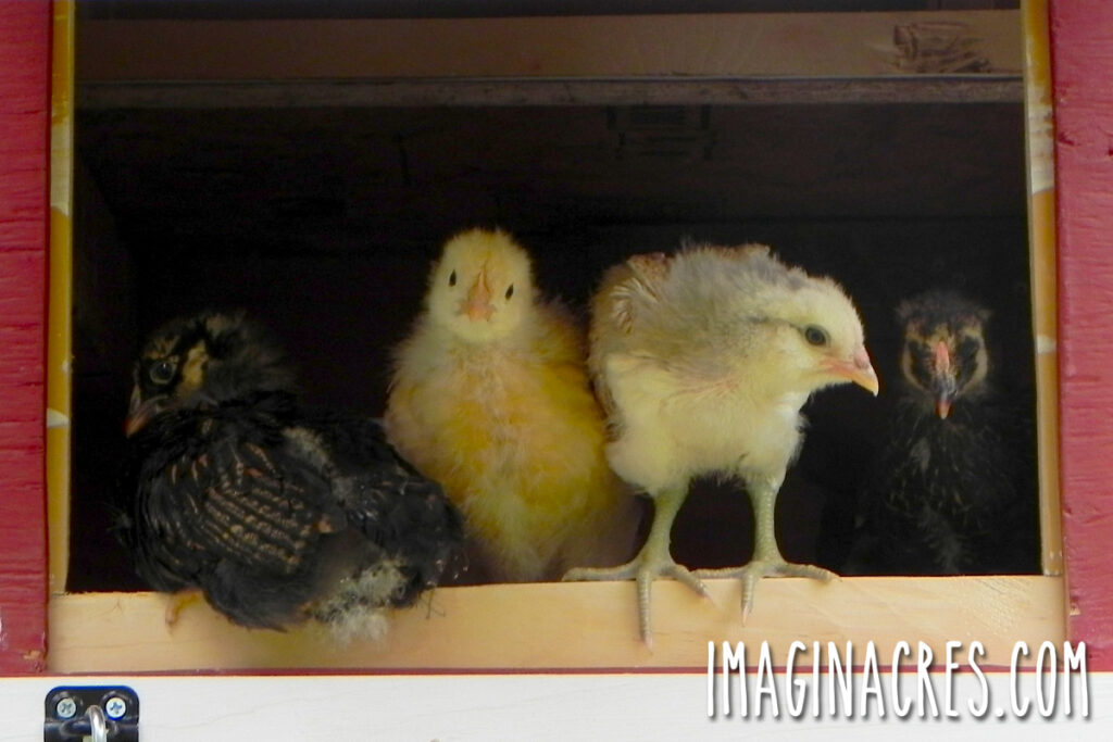 Four pullets standing at the coop doorway, peering out as they decide whether to step into the run.