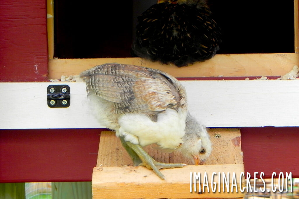 A grey and white pullet walking down the coop ramp into the outdoor chicken run for the first time.