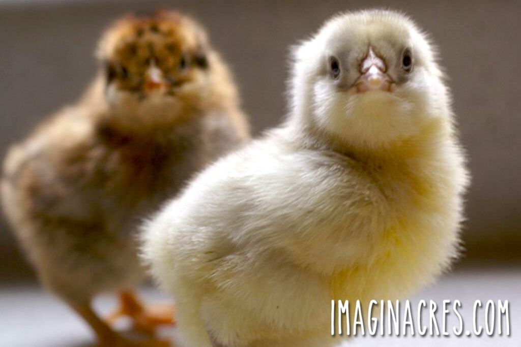 Two day old baby chicks.
