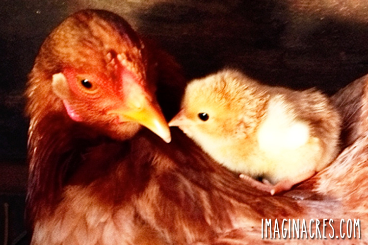 A yellow baby chick climbing over a hen that has adopted chicks.