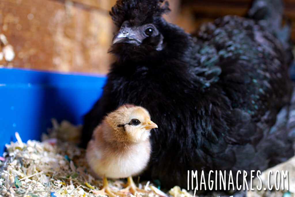 A black silkie hen with a baby chick.