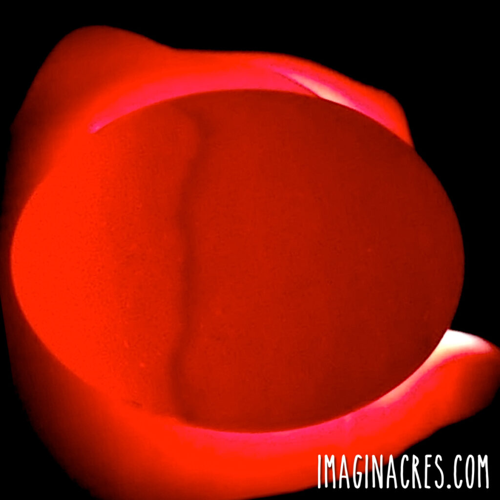 Candled chicken egg showing a blood ring, a sign of early embryo death during incubation.