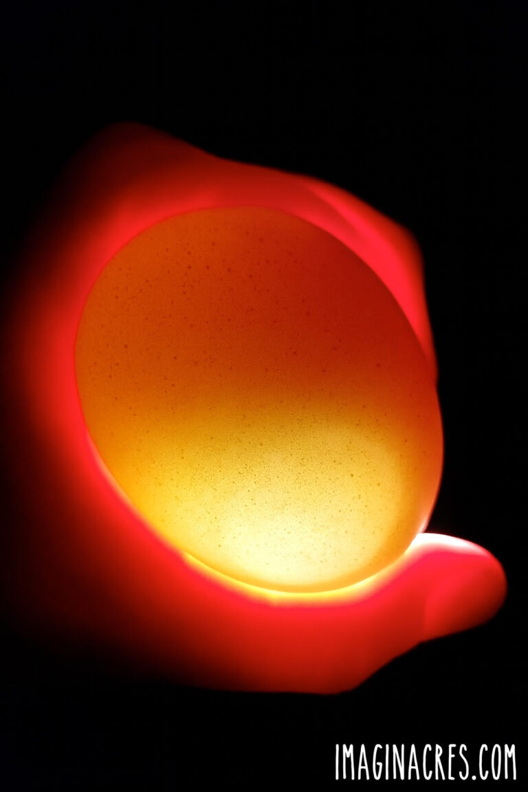 Candled chicken egg showing no embryo development, glowing evenly when lit, indicating a clear egg.