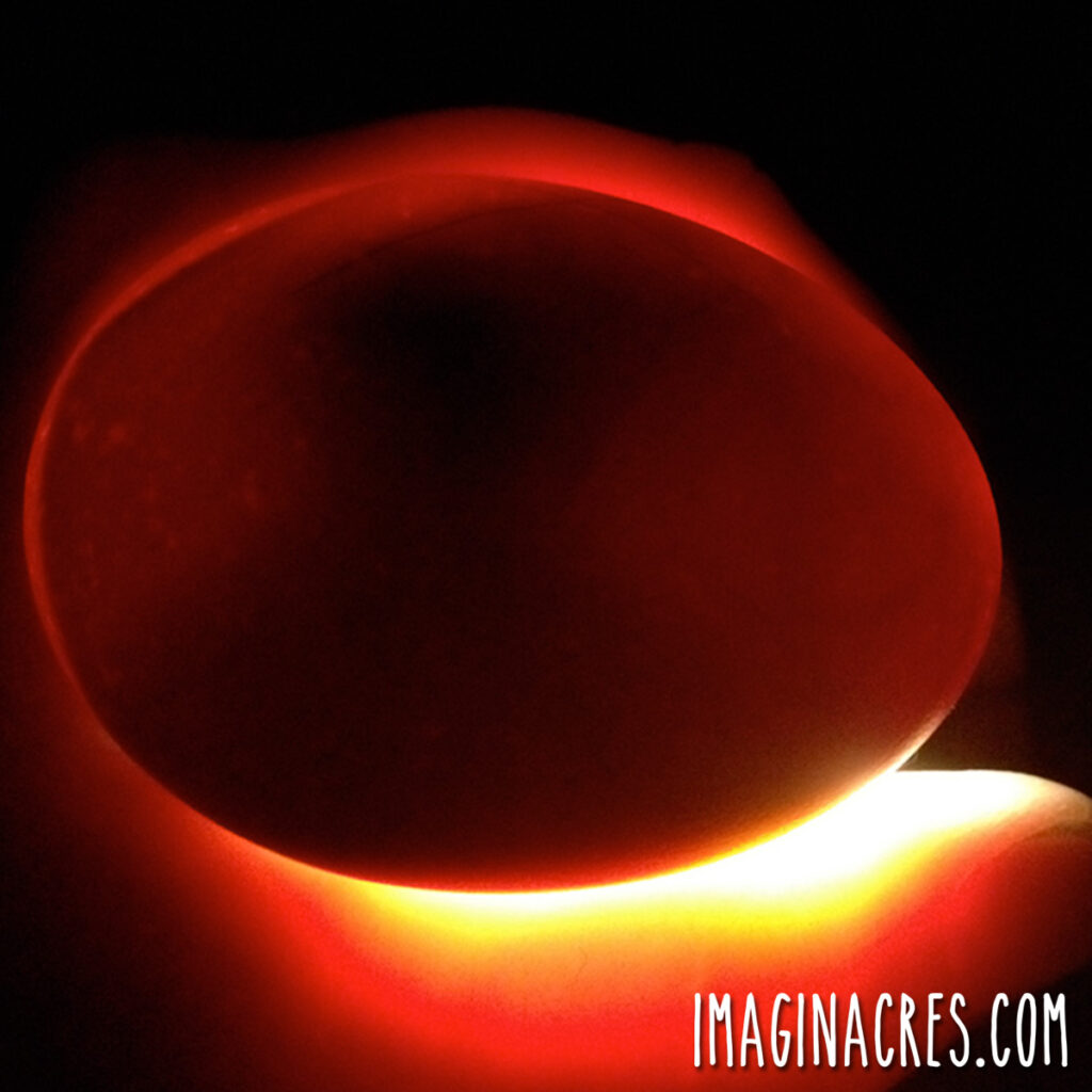 Candled chicken egg on day 14 of incubation showing no movement, indicating stalled embryo development.