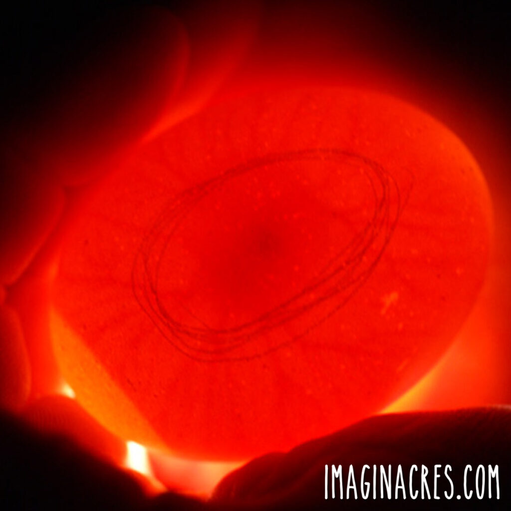 Candled chicken egg on day 5 of incubation showing visible veins and a developing embryo.